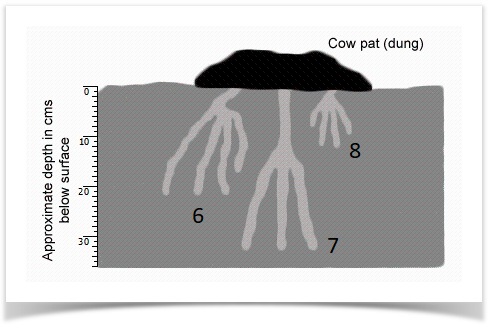 Label the diagram - A remarkable beetle