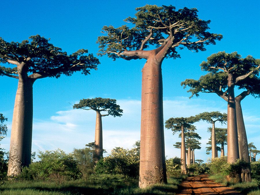 Baobab trees on Madagascar Island.