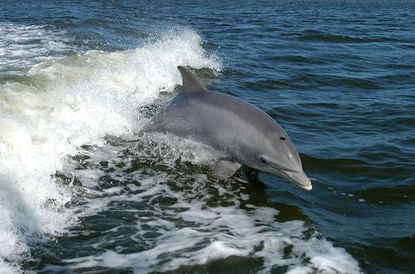 Bottlenose dolphin (Tursiops truncatus).
