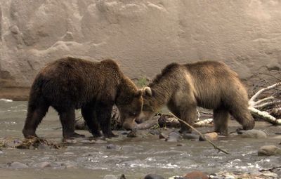 Observe hungry brown bears catching Pacific salmon in the Kamchatka Peninsula as the salmon swim upstream to spawn
