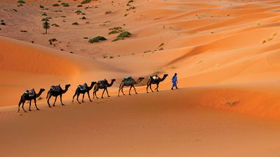 Camel caravan moving across the Sahara desert sand dunes, Morocco, North Africa