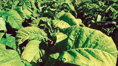Close-up of tobacco plants in Ontario, Canada. Tobacco, Nicotiana, cured leaves used after processing in various ways for smoking, snuffing, chewing, and extracting of nicotine.