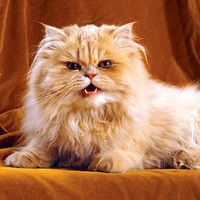 cat. orange and white persian cat with long hair, snarl, growl, teeth