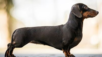Dachshund dog with a smooth coat. Breed of dog developed in Germany to hunt badgers.