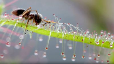 The spooky science behind carnivorous plants