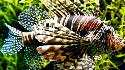 Fish. Lionfish. Lion-fish. Turkey fish. Fire-fish. Red lionfish. Pterois volitans. Venomous fin spines. Coral reefs. Underwater. Ocean. Red lionfish swims by seaweed.