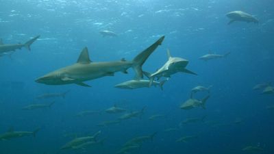 A large school of mano (sharks) called Galapagos sharks at Maro Reef in the Papahanaumokuakea Marine National Monument. Galapagos shark (Carcharhinus galapagensis)a worldwide species of requiem shark, family Carcharhinidae.