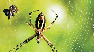 Garden spider web with captured prey.