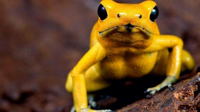 Golden poison frog (Phyllobates terribilis) aka golden frog, golden poison arrow frog or golden dart frog. Poison dart frog endemic to the Pacific coast of Colombia. Optimal habitat is the rainforest.