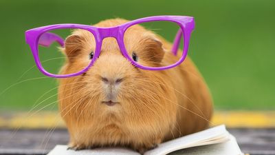 Guinea pig in purple glasses resting on an open book.