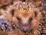 Hedgehogs. Insectivores. Erinaceus europaeus. Spines. Quills. Close-up of a hedgehog rolled up.