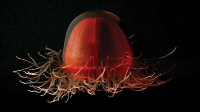 A deep-sea jellyfish of the genus Crossota collected from the Canadian Basin in the Arctic Ocean.