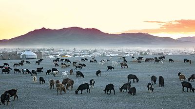 Kazakhstan. Herd of goats in the Republic of Kazakhstan. Nomadic tribes, yurts and summer goat herding.