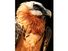 vulture. An adult bearded vulture at a raptor recovery center. The Gypaetus barbatus also known as the Lammergeier or Lammergeyer, is a bird of prey and considered an Old World vulture.