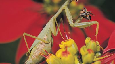 Praying mantis (sphodromantis gastrica)