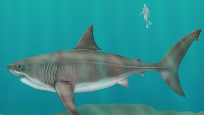 megalodon (Carcharocles megalodon), female, extinct shark, fishes