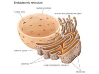 Endoplasmic reticulum. cell biology