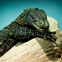 Monitor. Varanus salvadorii is a monitor lizard found in New Guinea can grows to 2.7 metres (9 ft.) aka Tree crocodile, Crocodile monitor, Salvadori's monitor, artellia, reptile