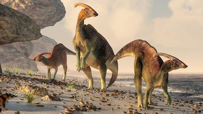 Three parasaurolophus stand on a rock beach. Pterasaurs fly over head and a small mammal watches the dinosaurs as they meander along the water's edge.