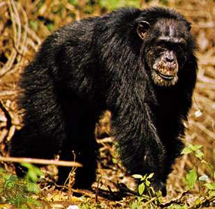 West African, or masked, chimpanzee (Pan troglodytes verus).