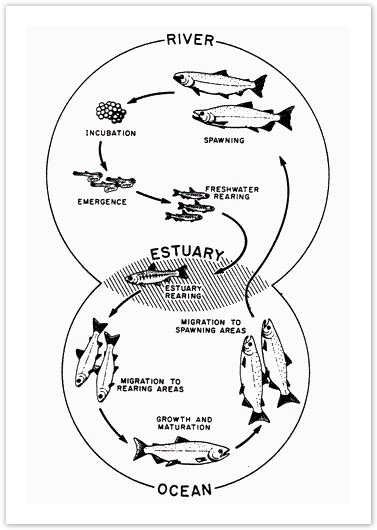 Life cycle of a salmon, from egg to adult fish