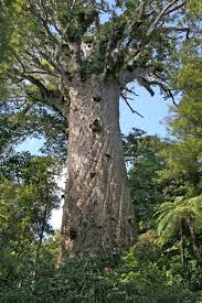 Kauri Gum - Reading Passage